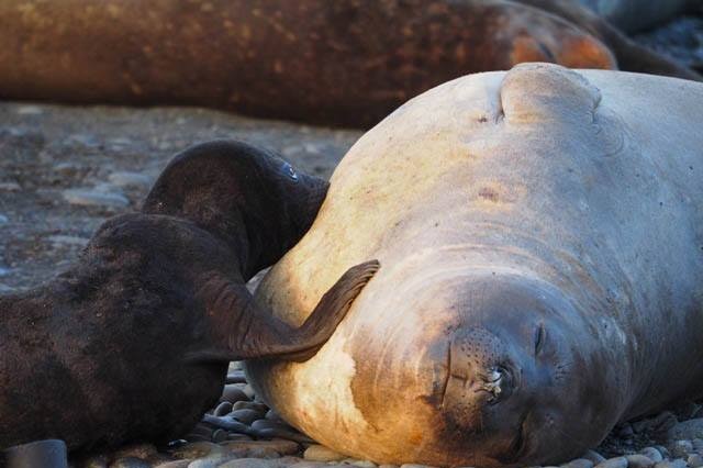 A young elephant seal feeds on Macquarie Island