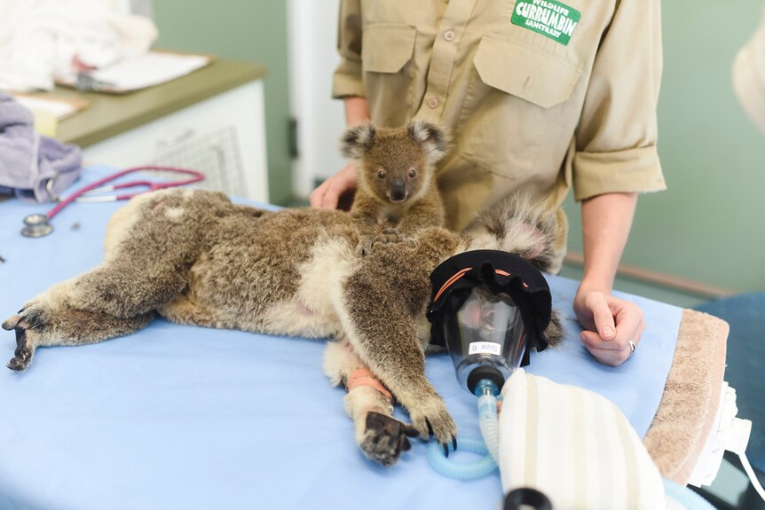 A koala with its joey undergoes life-saving treatment at Currumbin Wildlife Hospital