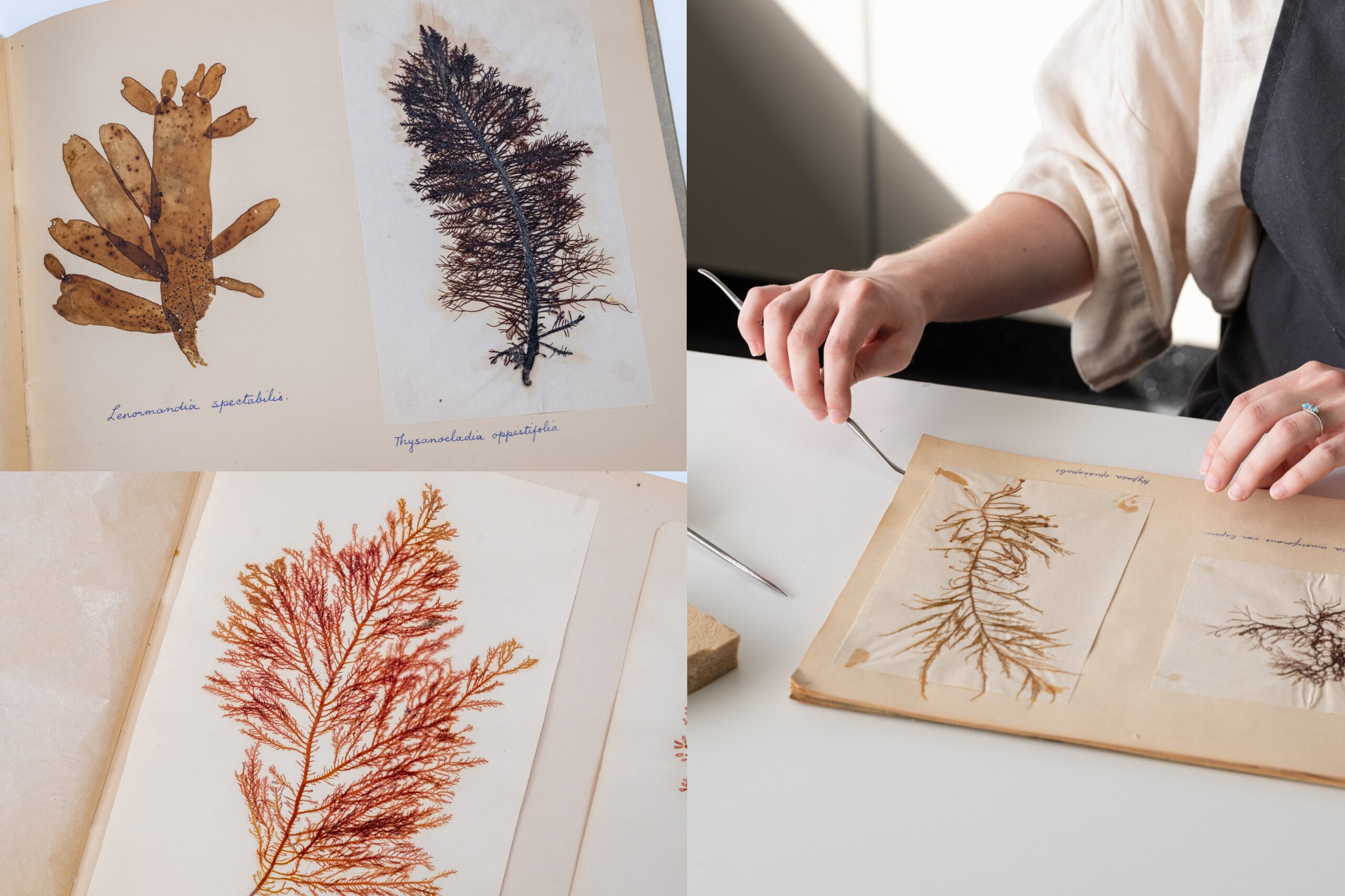 Varias imágenes en primer plano de los ejemplares del álbum de recortes de algas. 