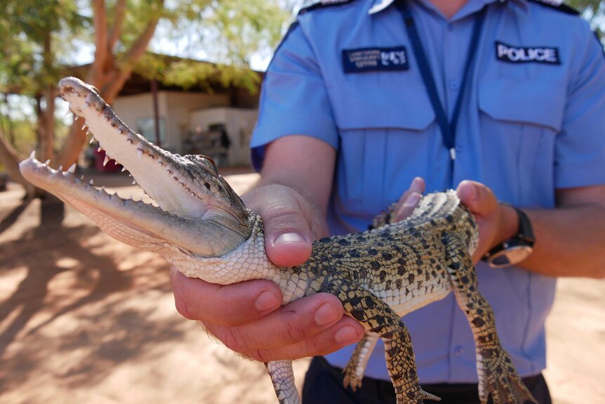 Image of a police officer holding a juvenile saltwater crocodile towards the camera.