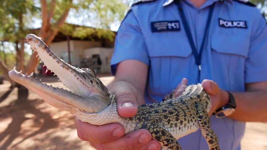 Image of a police officer holding a juvenile saltwater crocodile towards the camera.