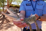 Image of a police officer holding a juvenile saltwater crocodile towards the camera.