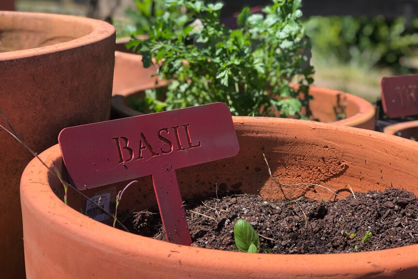 Close up of a basil plant and sign in a pot