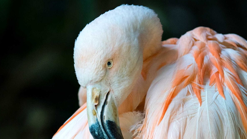 Portrait of Adelaide Zoo's Chilean flamingo.