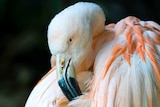 Portrait of Adelaide Zoo's Chilean flamingo.