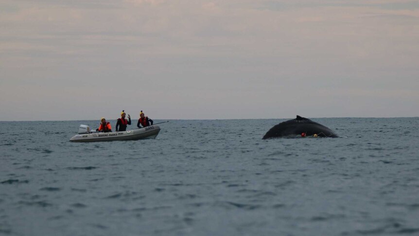 Rescuers on a boat attempt to free a humpback whale stuck in nets