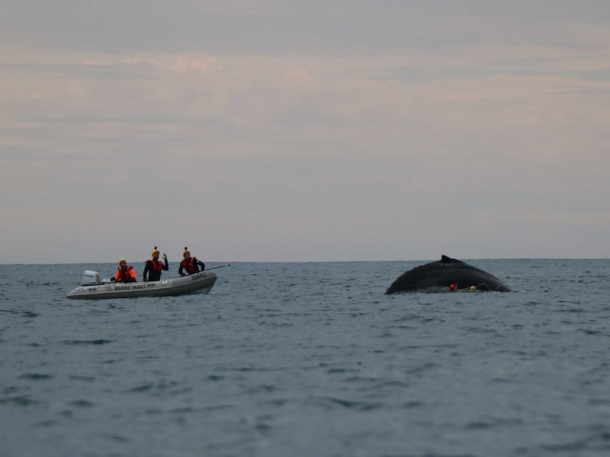 Rescuers on a boat attempt to free a humpback whale stuck in nets