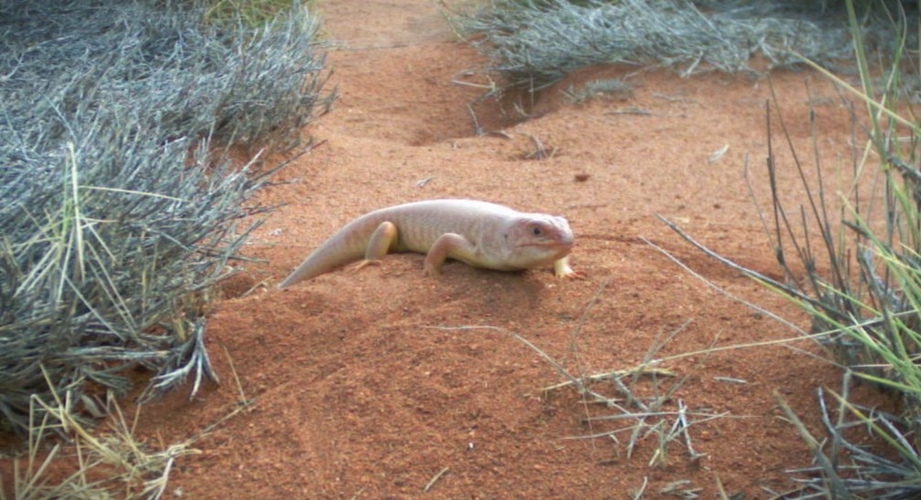 Indigenous rangers and scientists work together to save Great Desert Skink
