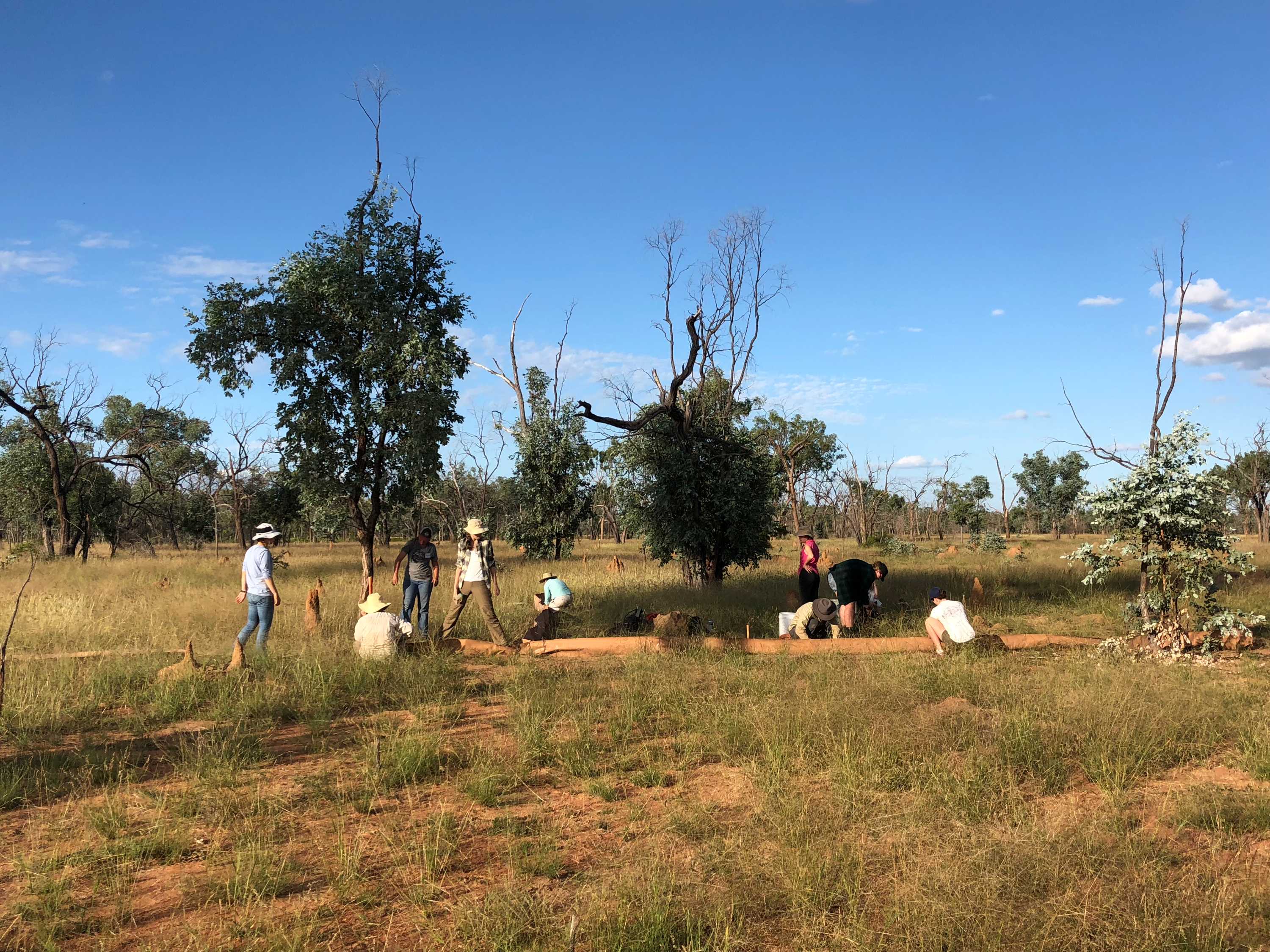 Three geckos and three thousand cows - ABC listen