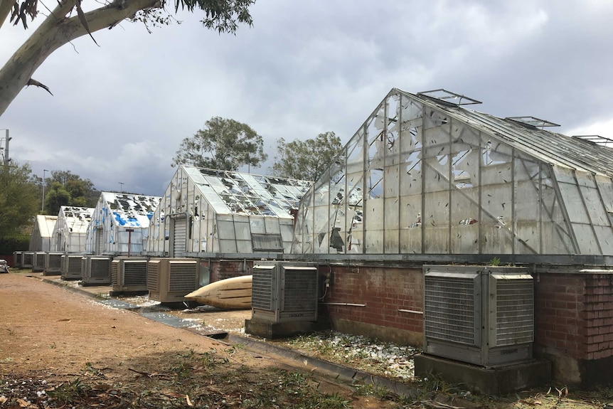 Large holes can be seen in the rooves of four greenhouses.