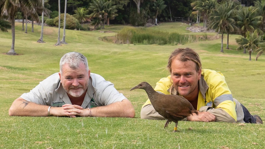 Two rangers lay on the grass watching as a small brown bird walks in front of them.