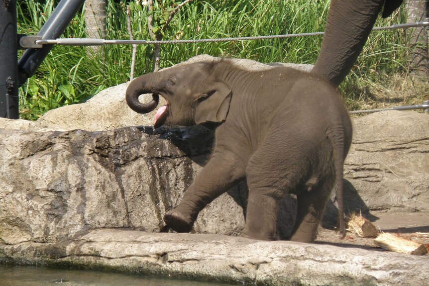 An elephant drinking water