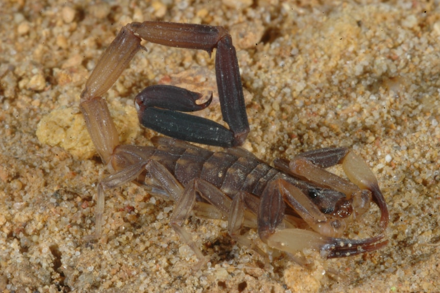Scorpion measuring 4cm with a mottled pattern.