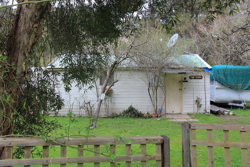 A white shack with a green roof obscured by the large tree growing alongside it.