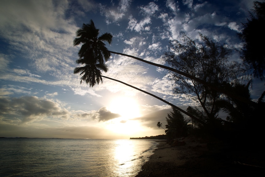COCONUT IMAGES Coconut palms hang low over the water on a beach in Avarua on Rarotonga, Cook Islands