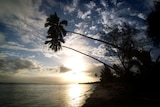 Coconut palms hang low over the water on a beach in Avarua on Rarotonga, Cook Islands