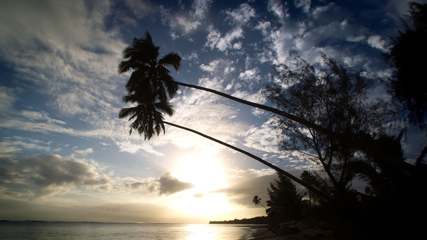 Coconut palms hang low over the water on a beach in Avarua on Rarotonga, Cook Islands