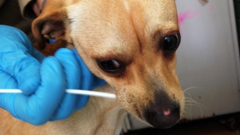 A dog is swabbed for DNA.