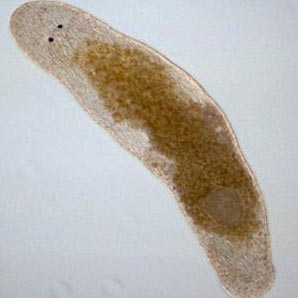 Macrostomum hystrix