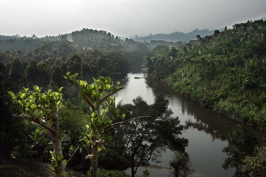 Madagascar rainforest