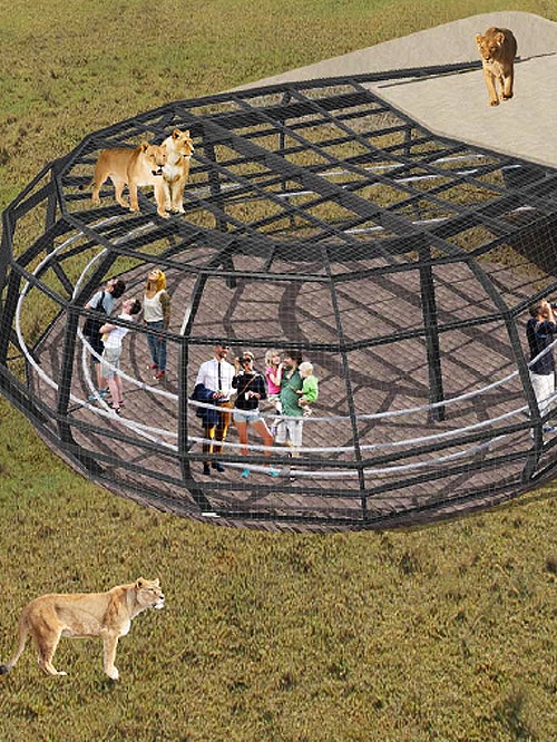 Lion cage at Monarto