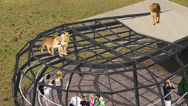 Lion cage at Monarto