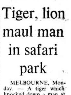 A newspaper article from May 1975 about a mauling that occurred at the Bacchus Marsh Lion and Tiger Safari.
