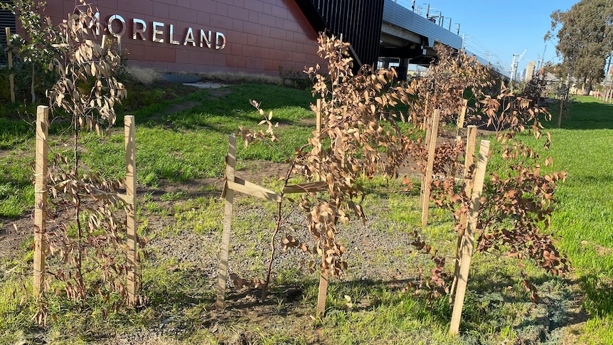 A photo of dead trees outside Moreland Station