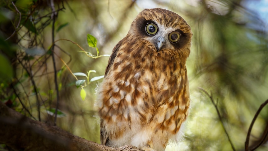A brown and white owl with an intense stare