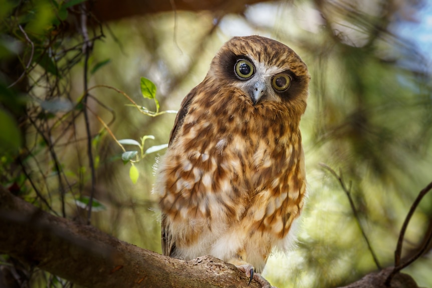 A brown and white owl with an intense stare