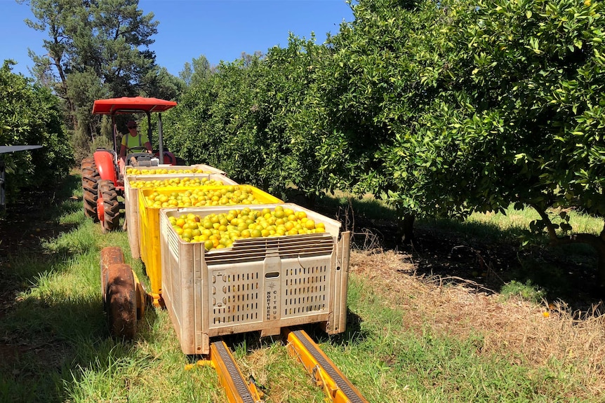 Crates of oranges transported around an orchard.