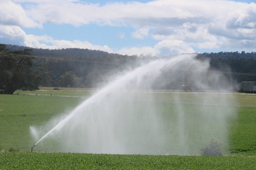 Travelling gun irrigator in pea crop, Tasmania.
