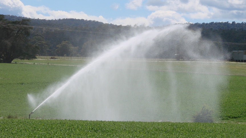 Travelling gun irrigator in pea crop, Tasmania