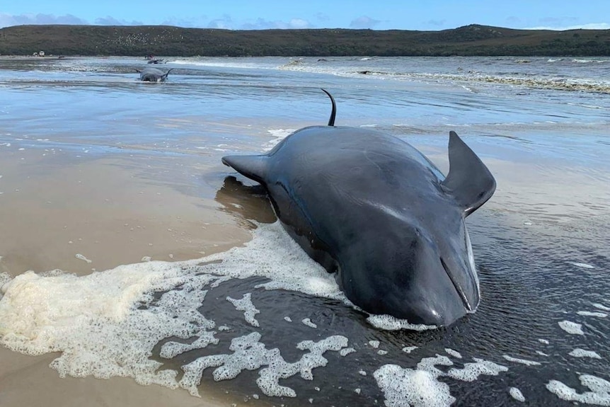A stranded pilot whale lies on its side on a beach near Strahan on the west coast of Tasmania.