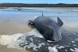 A stranded pilot whale lies on its side on a beach near Strahan on the west coast of Tasmania.
