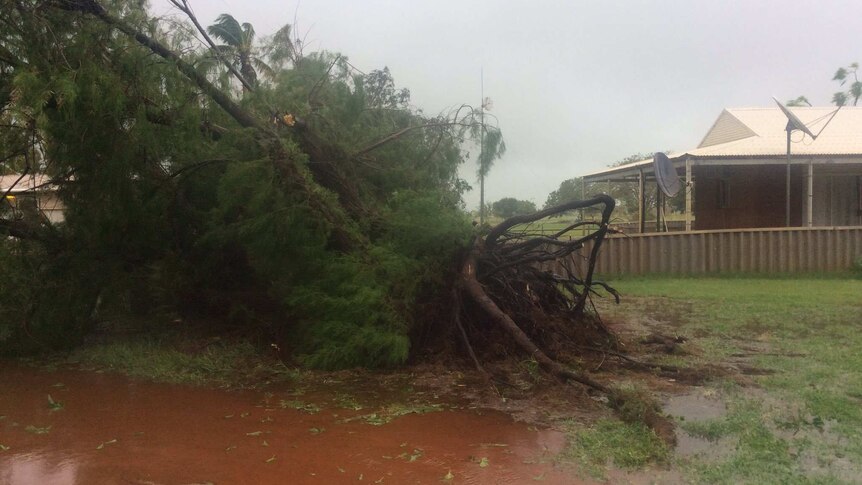 A large tree lies uprooted on the ground near a house.