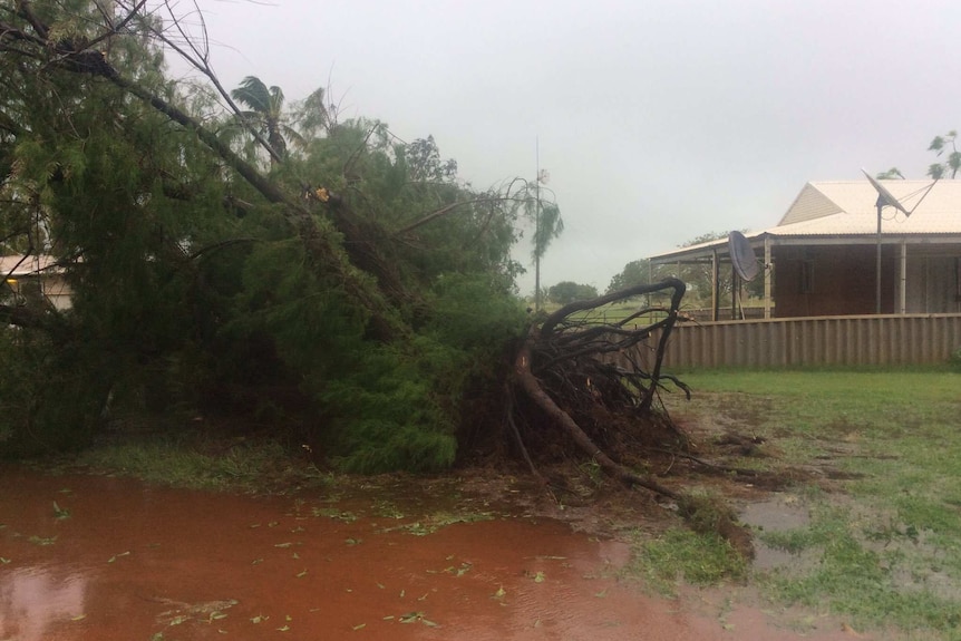 A large tree lies uprooted on the ground near a house.
