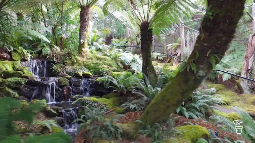Rainforest garden with creek and cascading water