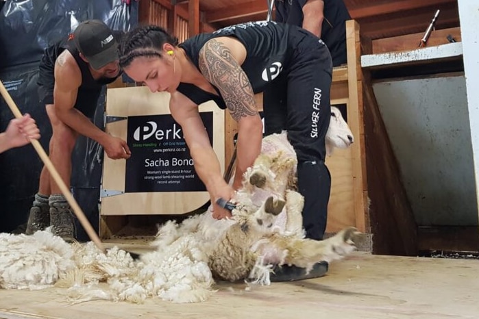 Sacha Bond shearing a lamb