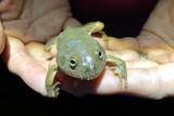 Close up of burrowing frog held in hands