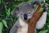 relaxing koala thumbnail