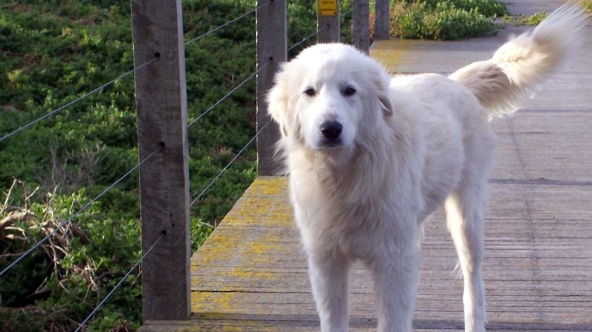 A maremma dog