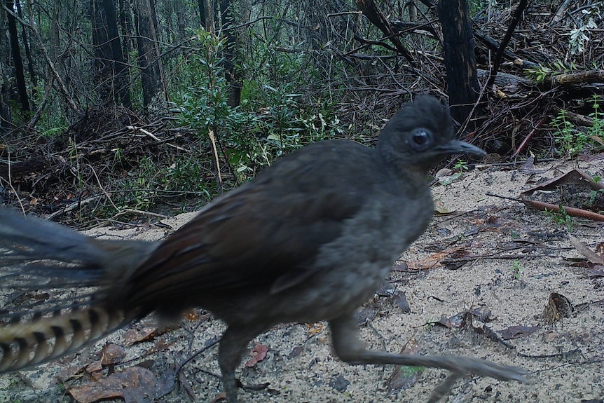 Lyrebird passing in front of camera in East Gippsland
