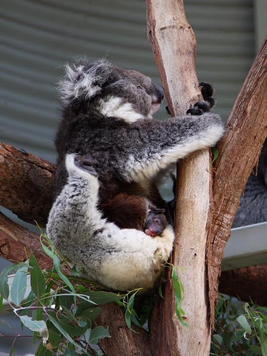 Koala joey Tucker with mother Yellow