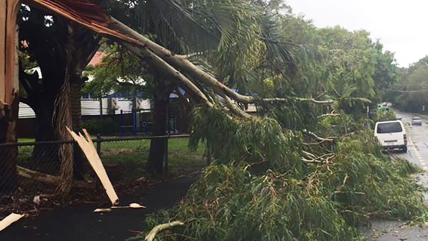 A fallen tree from the storm that hit Rockhampton on Monday afternoon