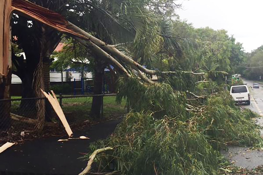 A fallen tree from the storm that hit Rockhampton on Monday afternoon