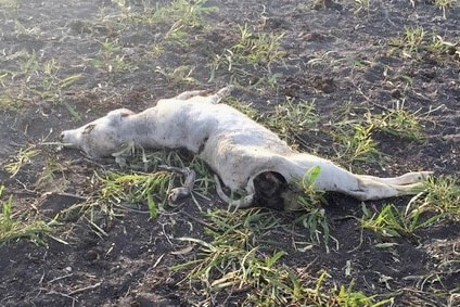 A calf lies dead on the ground after a wild dog attack.