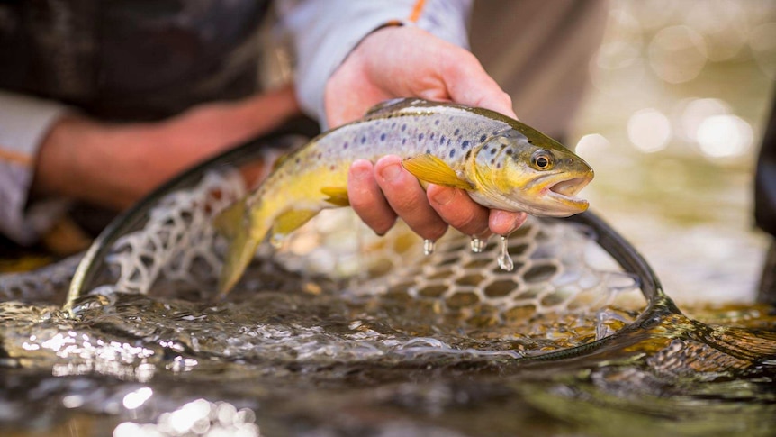 Close up of a brown trout