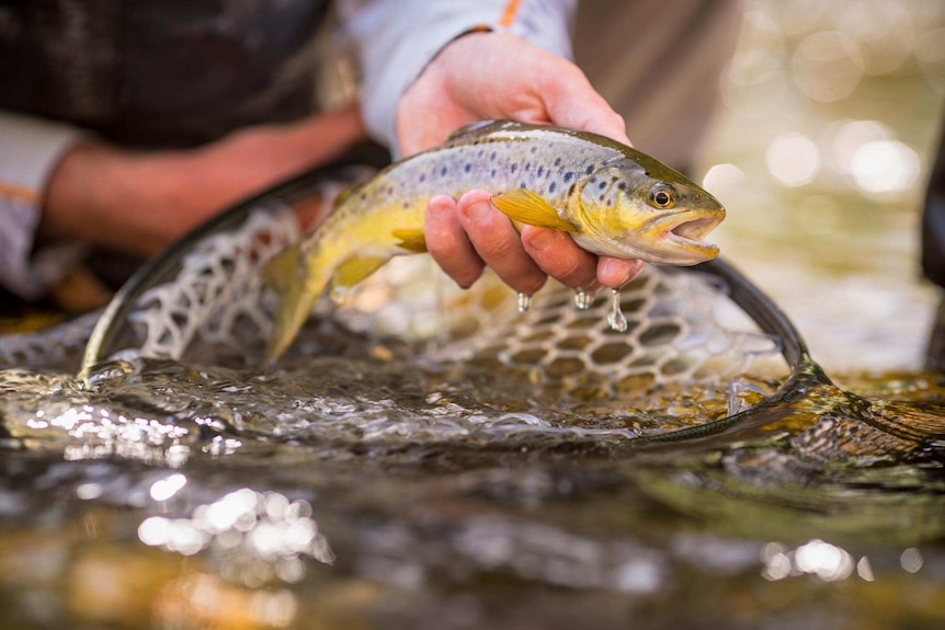 Close up of a brown trout