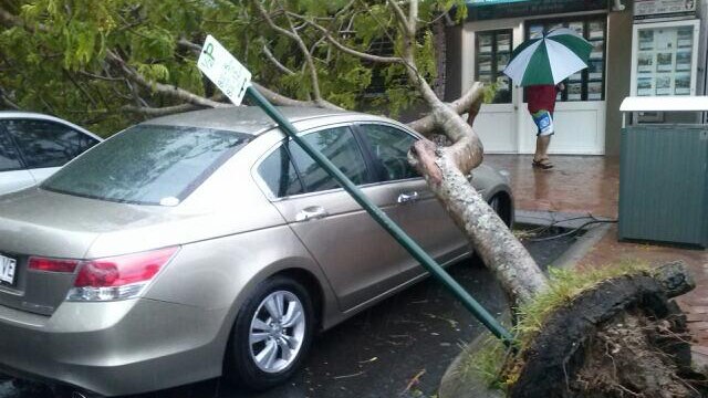 Tree falls onto car at Noosa